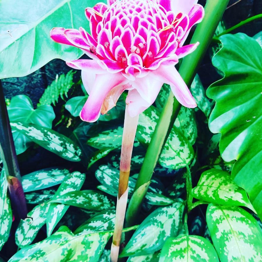 Recanto Toca Das Plantas De Ilhabela II Extérieur photo