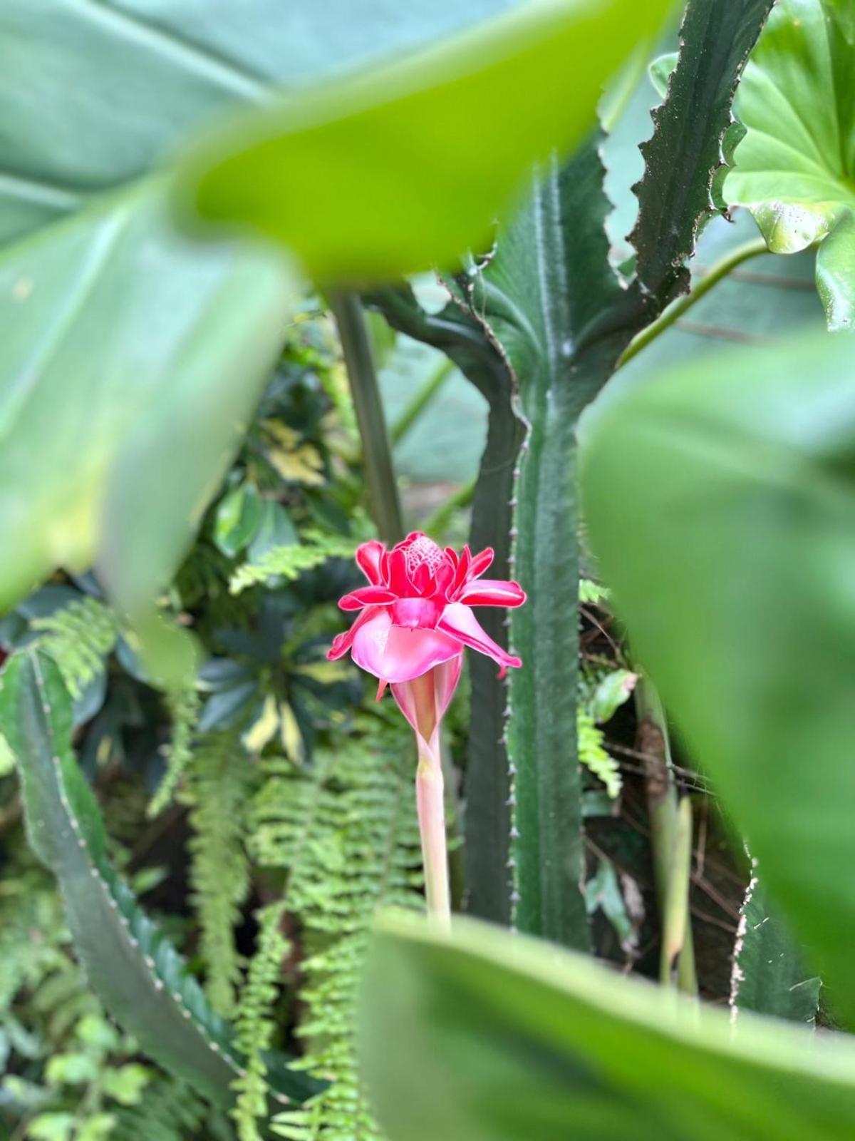 Recanto Toca Das Plantas De Ilhabela II Extérieur photo