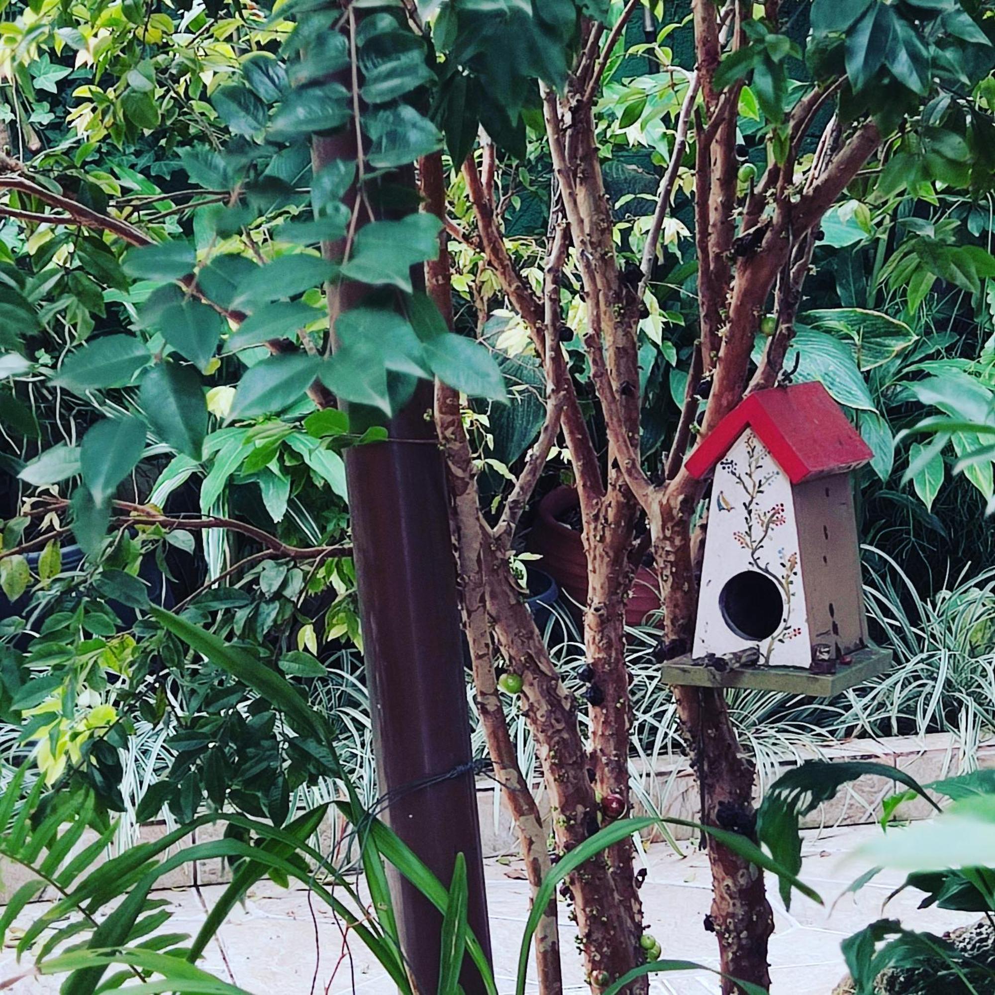 Recanto Toca Das Plantas De Ilhabela II Extérieur photo